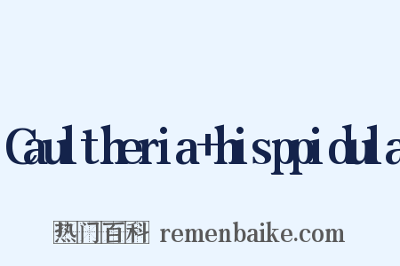 Caultheria+hisppidula是什么意思的图片